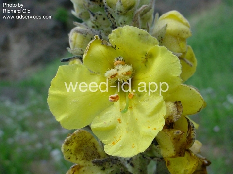 mullein, common